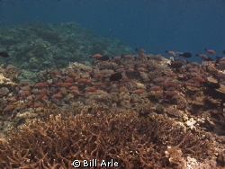 Coral sea. by Bill Arle 
